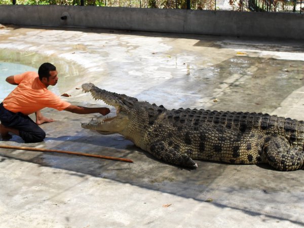 Crocodile Stunt