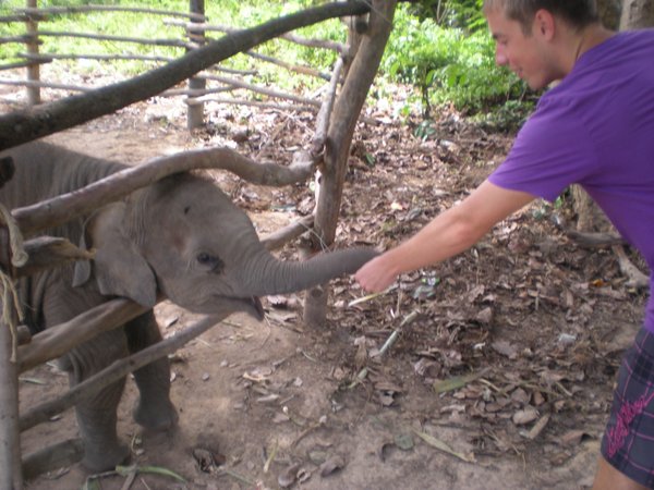 Feeding a Baby Elephant