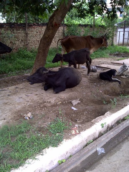 Animals in Agra