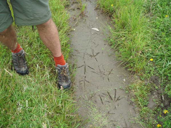 big bird footprints