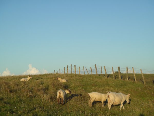 sheep along cape foulwind