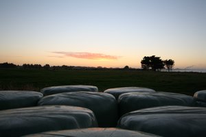 bales of hay by carter's beach