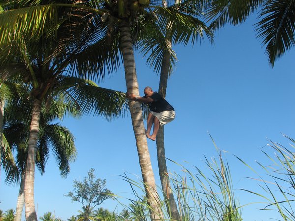 Wilson [probably Cabarete's next Mayor] fetching coconuts for us
