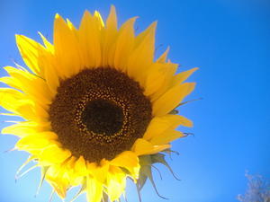 Mi Girasol... my sunflower