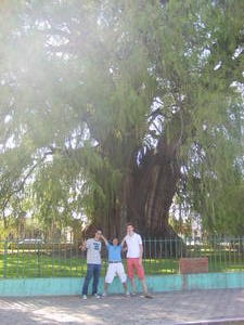 Mini-Huge Tree