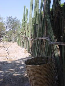 Mitla's Cactus Fence