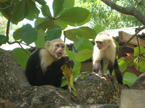 Two monkey friends