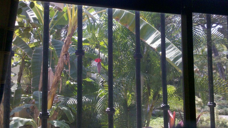 Bananas growing outside our window