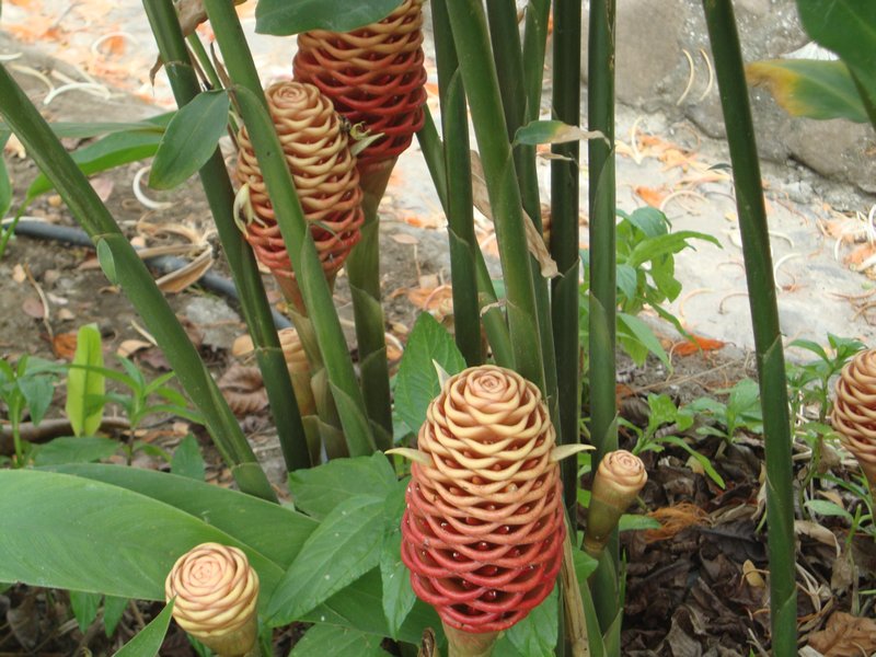 Flowers that look like pinecones.