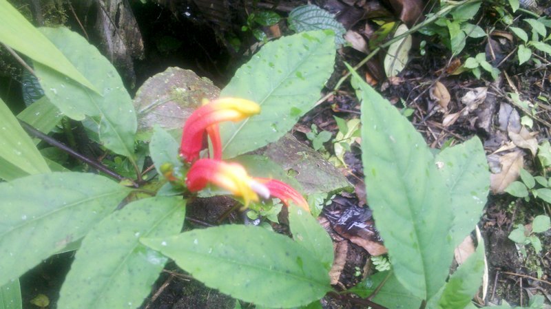 flower in jungle