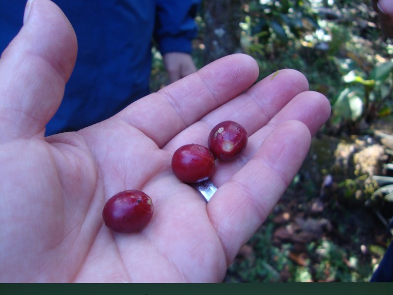 Cherries are the berries of the coffee plant