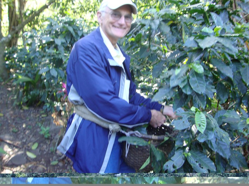 Jim is pulling coffee beans off the tree into  his basket