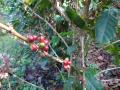 The coffee cherries on the plant