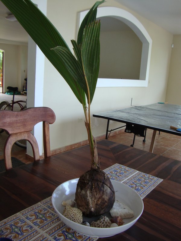 A palm tree growing from the coconut