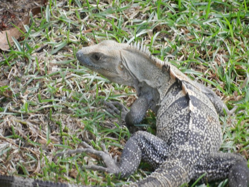 Close up of our iguana