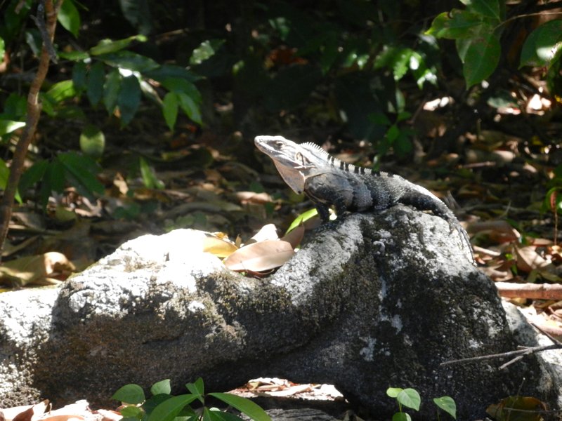 One of many iguanas we saw