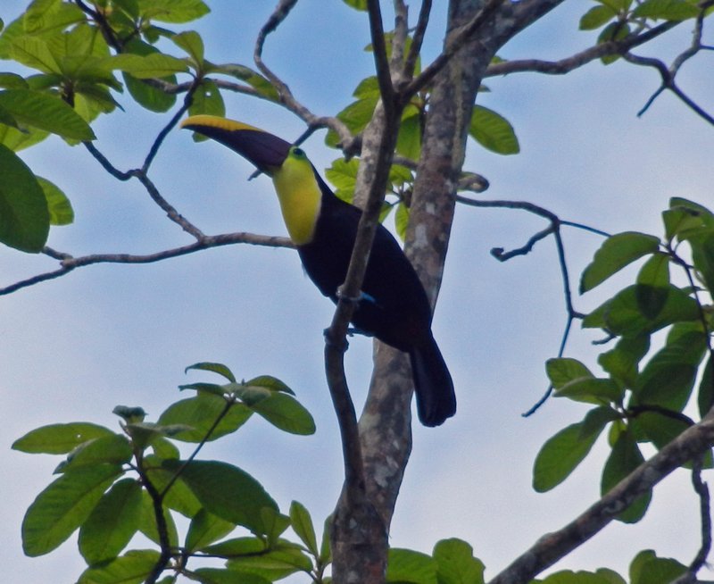 Toucan picture cropped