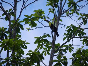 Toucan (untouched picture)