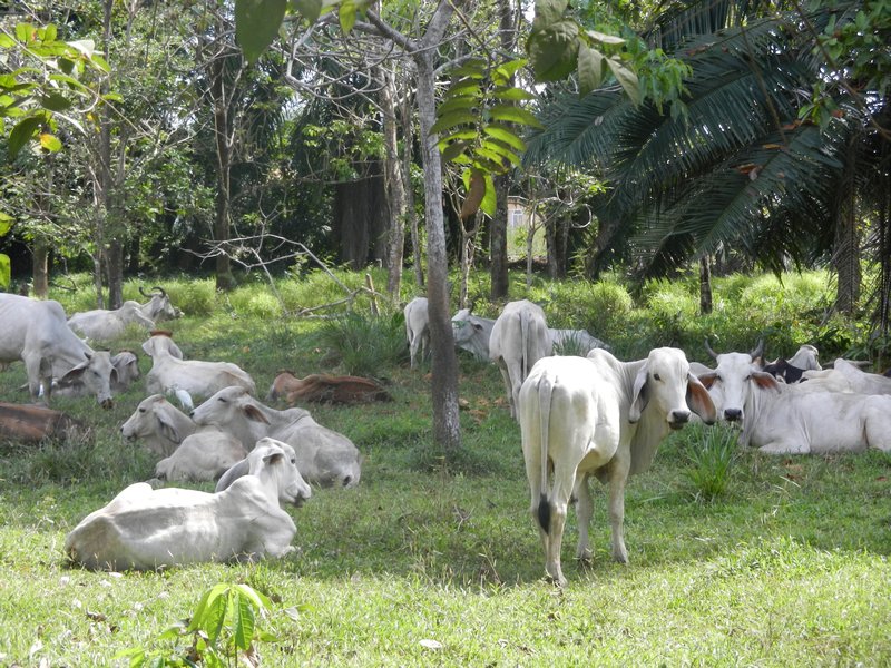 Brahma cows