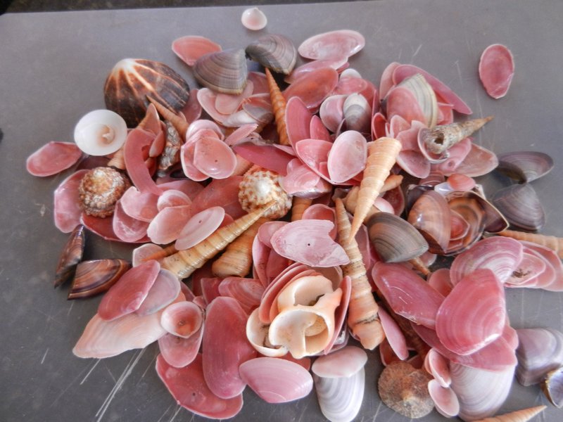 Shells I've collected so far...