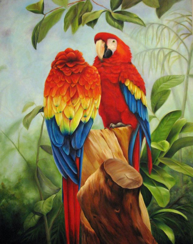 lovely picture of macaws I didn't take