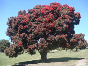 POKINYERMAMA TREE (OR SIMILAR)