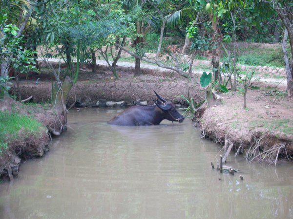 water buffalo along mekong delta trip