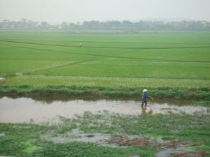 Rice paddies on bus ride back to Hanoi