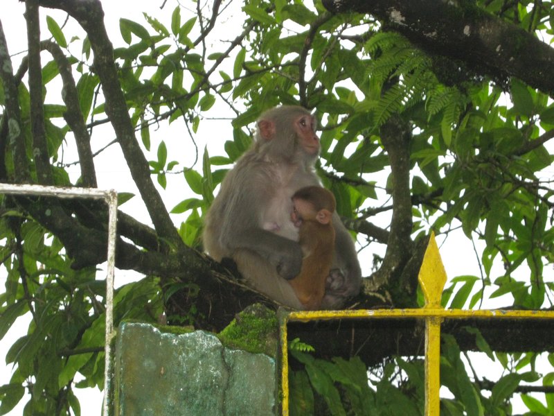 Monkeys near Chowrasta