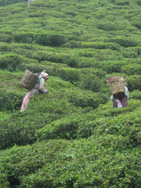 Happy Valley tea pickers