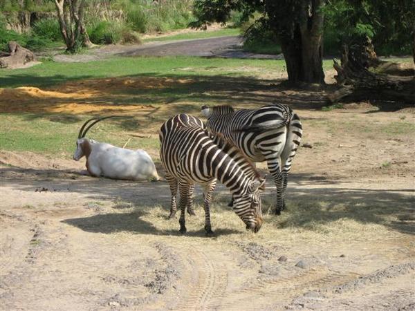 Animal Kingdom - Safari