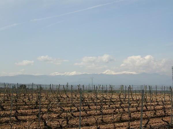 Rioja Vinyards and distant peaks