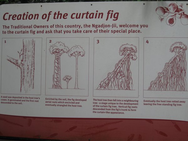 Curtain Fig Info