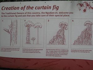 Curtain Fig Info