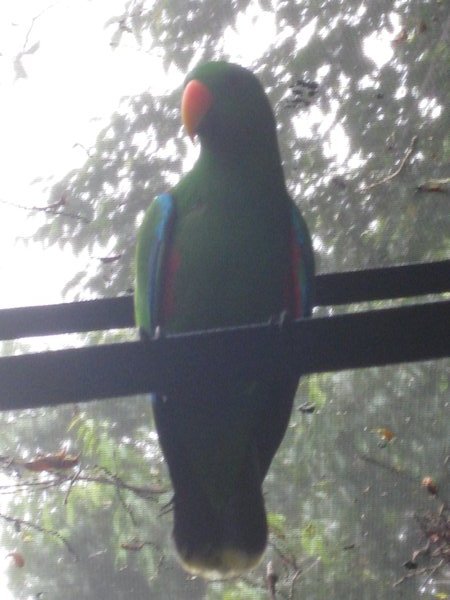 Eclectus Parrot - male