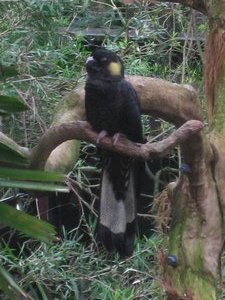 Yellow tailed black cookatoo