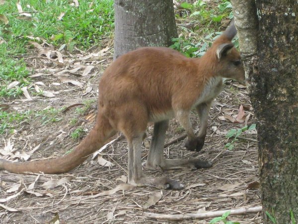 Wallaby at Daintreee Mango