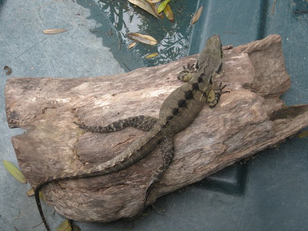 Iguana at Daintreee Mango