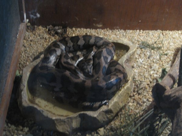 Snake at Daintreee Mango