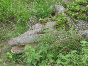 Croc at Daintreee Mango