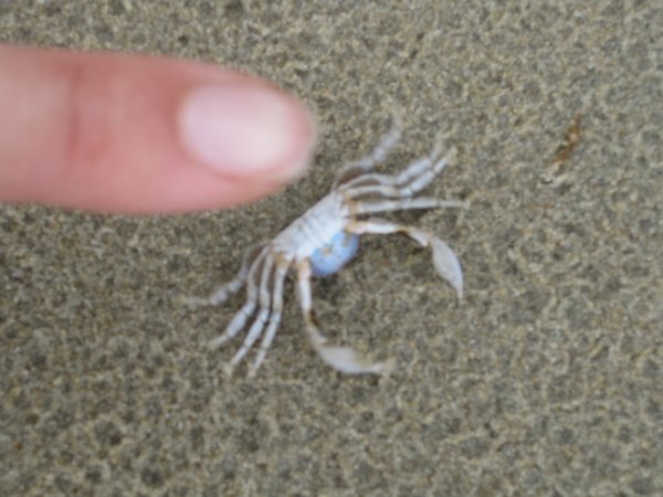 This is the crab that makes the sand balls