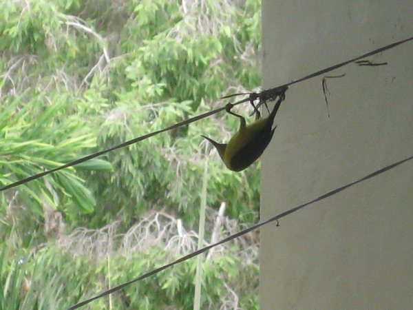 Yellow bellied Sunbirds building nest on our balcony