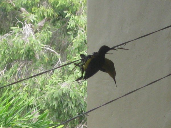 Birds building nest on our balcony