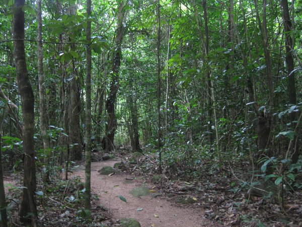 Rainforest path