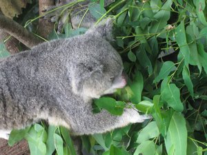 Koala Gardens