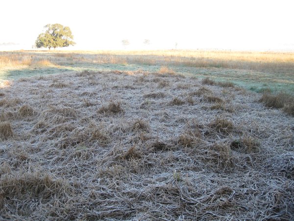 Frost at Renai's mum and dad's house in Dubbo