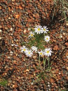 Little flowers