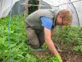 In the Polytunnel
