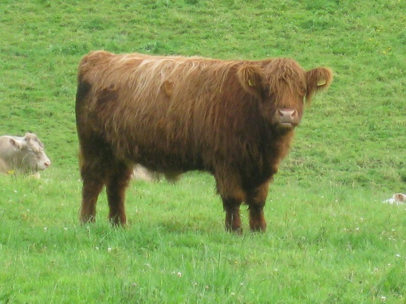 Highland Cattle!