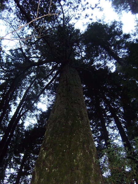 A sequoia redwood, it was about 10 ft thick!
